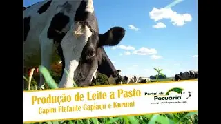 Produção de leite a pasto no capim elefante Capiaçu e Kurumi