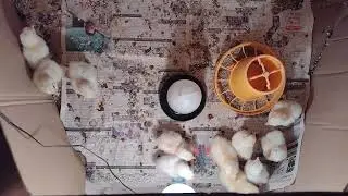 white buff chicks for sale.# 7 days #chicken #incubator #cute #buff#chicks#sale