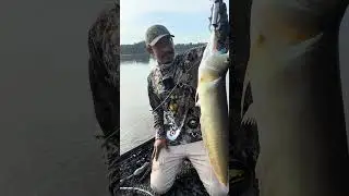 Dragon fish in the Essequibo river #fishing