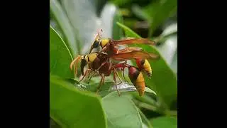 Potter Wasp(Delta pyriforme) mating #wasp #bug #insects #macro..Read description to know the process