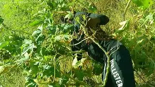 Castor bean harvesting pt 2