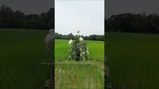 🦩🦩🦩🦩🤩.Bug hunting new comedy new video 2025🦩🦩🦩🤩😂