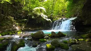 Ultimate Lush Waterfall & River Sounds for Relaxation & Sleep