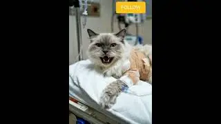 SHOCKING! Kucing Sakit Parah di Rumah Sakit 😱🏥