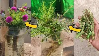 #Moss Rose Experiment # Table rose in water experiment #moss rose getting bloom in growing water