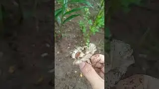 Metik jamur barat di kebun😍#fyp #jamur #grounding #jamurliar #viral 