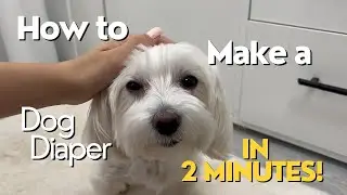 How to Make a Dog Diaper in 2 minutes ! ⏳🐶
