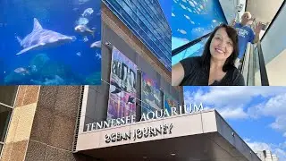 Tennessee Aquarium Ocean Journey Chattanooga Tennessee  Sharks ,Sea Turtles & Penguins