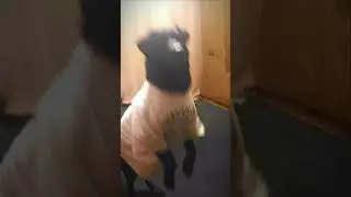 Вспоминаем команды #respect #vlog  #dog
