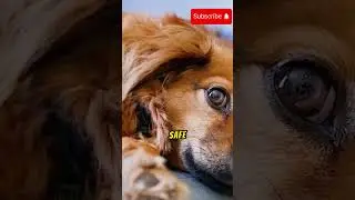 Stop Your Dog's Separation Anxiety Fast &ndash; Quick Tips That Work!