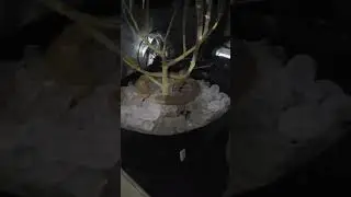 Cold Shock Technique: Ice Cubes in the Pots 🌱 #cannabiscultivation