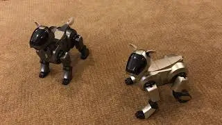 Two Aibo ERS-210s Hanging Out!