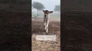 Him mooing for his mom 💔 #cowsoftiktok #cow #cattle #country #cowspa #animalsoftiktok ##minicow