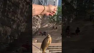 Fishing the Chicago River Walk with an Audience