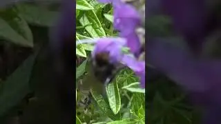California bumblebee in woolly blue curls flowers ￼