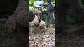 How to harvest yellow-backed hornets 😎 | Tropical Forest Bees