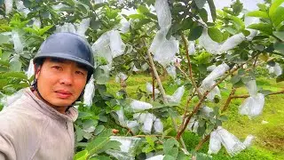 Lý Do Nên Trồng Ổi Thai Thay Vì Ổi Khác / 7749 Nông Trại Của Đông