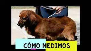Como tomar las medidas para tu arnes pretal k9 Bark