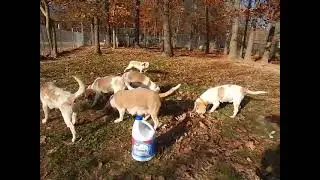beagle-puppies.net