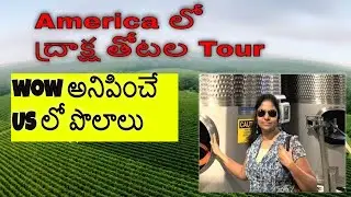 Grape gardens/Vineyards in US|| US Agriculture|| MUST WATCH FOR NATURE LOVERS||Telugu Vlogs from US