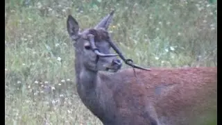 Jeden na milion, Daniele , jelenie, Polska Bieszczady.