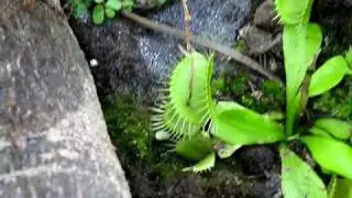 Plant With Teeth