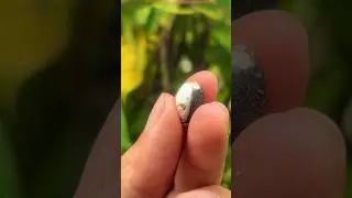 Pembuktian biji jarak mengandung minyak