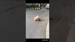 cat fight #trending #funny #shortsviral #cat #catfunny #motivation #shortvideos #cricket #viral #all