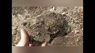 Fossils from when Ohio was an ocean floor 3 million years ago #explore #treasure #nature #history