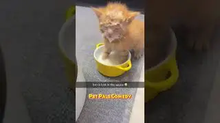 Funny Cats Eating Food - Funny Cat Videos 😺😺|  Try Not To Laugh Part-143 If You Laugh You Lose #cat