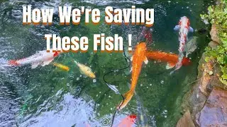 Pond Cleaning for Overcrowded Fish: Our Effective Process
