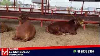 GRAN TIANGUIS  GANADERO GENERAL BRAVO
