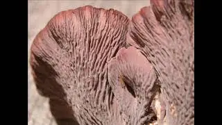 Gomphus clavatus