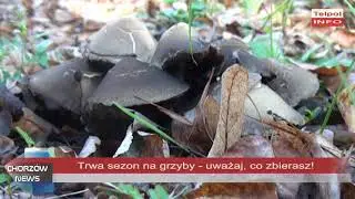 Trwa sezon na grzyby - uważaj, co zbierasz!