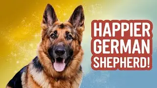 10 SIMPLE Changes That IMPROVE Your GERMAN SHEPHERD'S HAPPINESS
