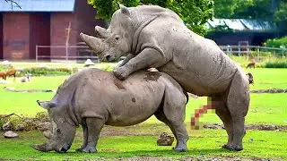 Los Instintos Animales M&aacute;s Poderosos del Mundo
