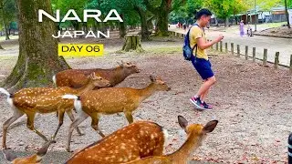 Getting attacked by deer in Nara | Japan Day 6