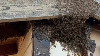 Bakersfield California,Bee removal live!
