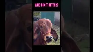 Who Did It Better? The Rock vs. Cow! 😂🐄