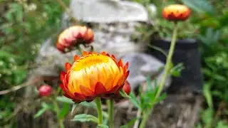 Funeral Kaile bari ( Mariyam Sherpa 