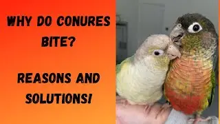 Почему мой попугай кусается? | Советы по предотвращению кусания! | TheParrotTeacher