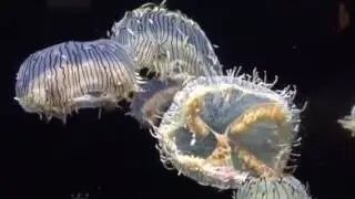Flower Hat Jelly ハナガサクラゲ、その2