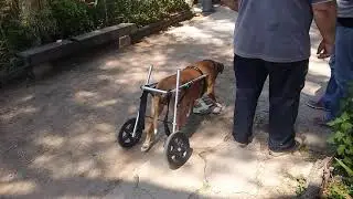 Carrito  PRODUCCIONES BATATIN