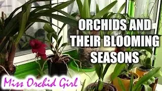 Different orchids and their blooming season