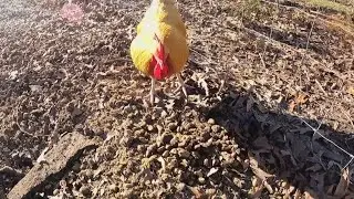 From wreckage to rescue: Central Georgia farm's mission to heal