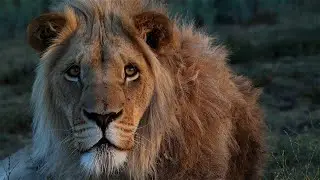 Protect the Future of Lions   Защитите будущее львов