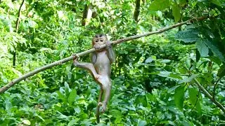 It's amazing that Baby monkey Kenzo is clinging to trees so skillfully.👍💪❤️👏