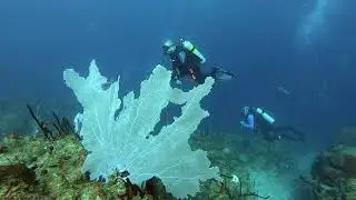 St Croix Week 2021