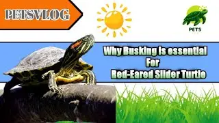 Why Busking is essential for your Red-Eared Slider Turtle #RedEaredSlider #turtle #aqurium #petsvlog