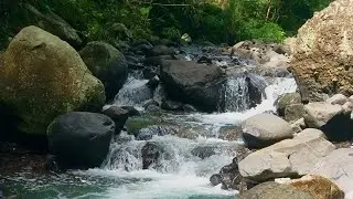 Flowing River Forest Bathing: River Edition Wanderlust River and Forest .